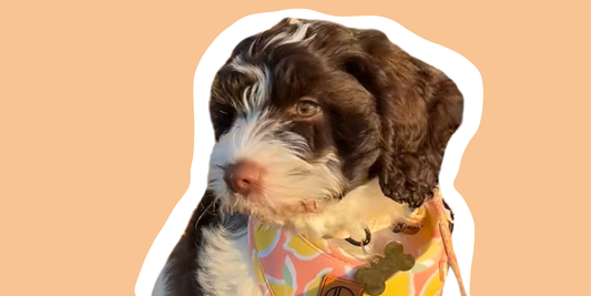 Items for Your New Puppy