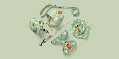 Items for Your New Puppy