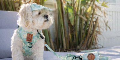 Dog wearing green palm harness and hat with matching lead