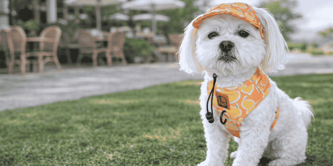 The Ultimate Guide to Dog Hats: Style, Comfort, and Protection