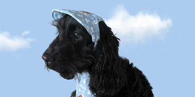 Can Dogs Get Sunburnt? Protecting Your Pup From the Summer Sun