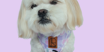 How to Measure Your Dog for the Perfect Accessory Fit