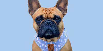 The Benefits of Using a Dog Harness