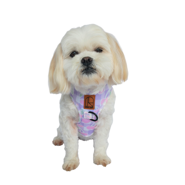 A white dog wearing a purple harness with a breathable mesh interior and a Rufus + Daisy logo patch.