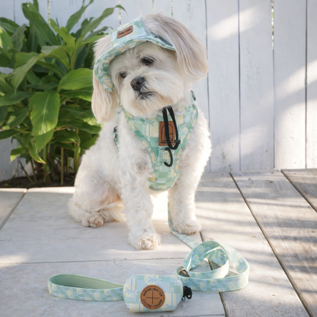 Small dog wearing a matching green harness and hat outfit with a leash on a wooden deck.