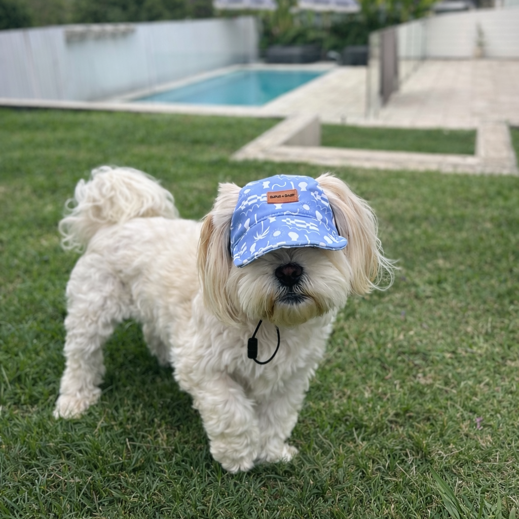 Dog wearing a blue cap with white patterns on a grassy area near a pool.