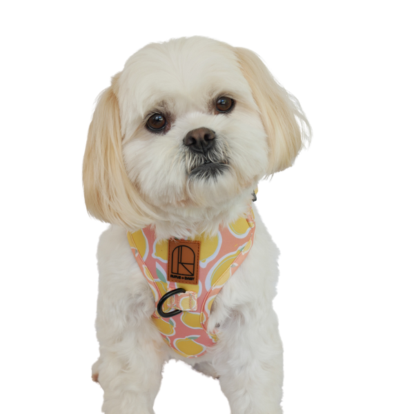 A white dog wearing a La Dolce Vita dog harness with an orange and yellow pattern and a Rufus + Daisy logo patch.