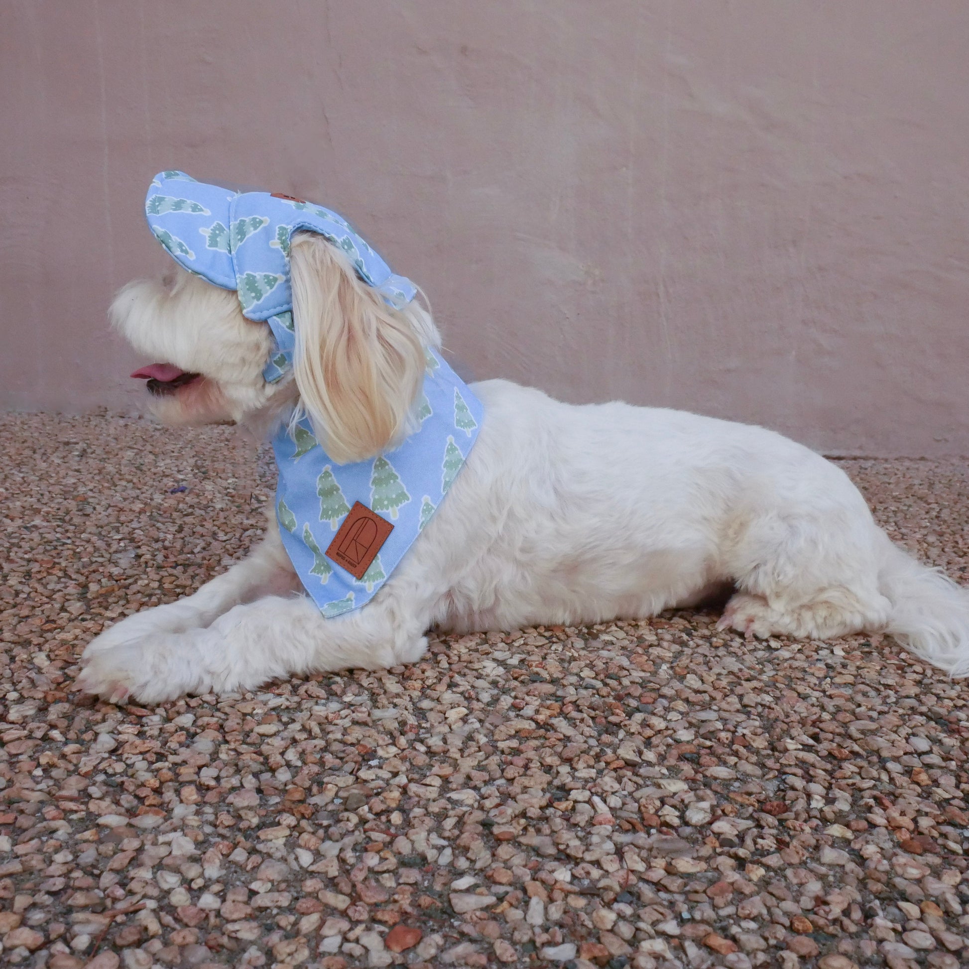 White dog wearing a blue Christmas Tree bandana with a matching hat on a textured surface.