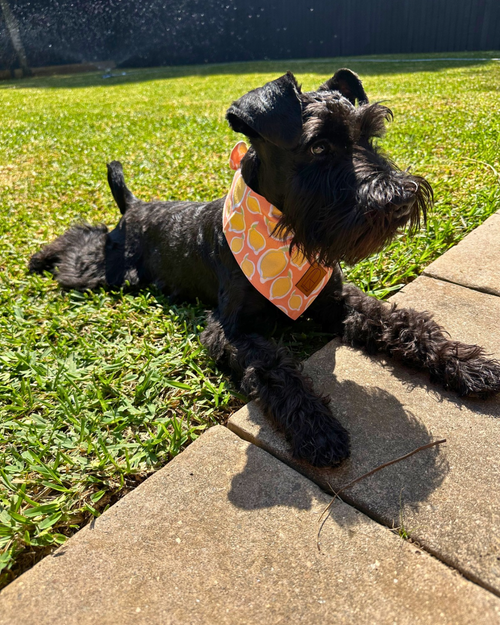 Yellow La Dolce Vita Lemon Dog Bandana