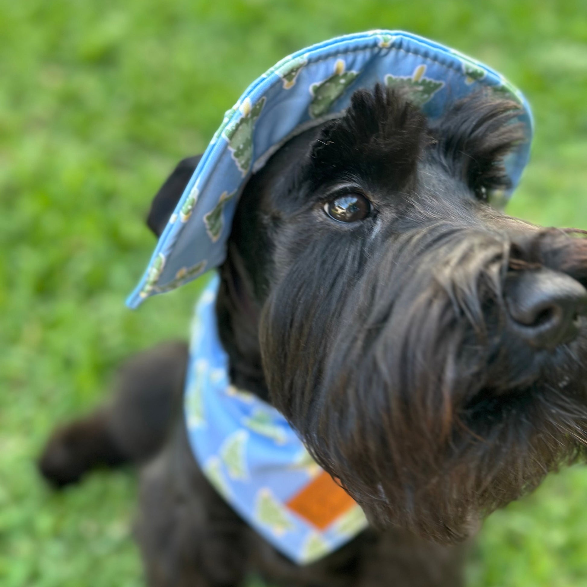Dog wearing a small blue hat on a grassy background