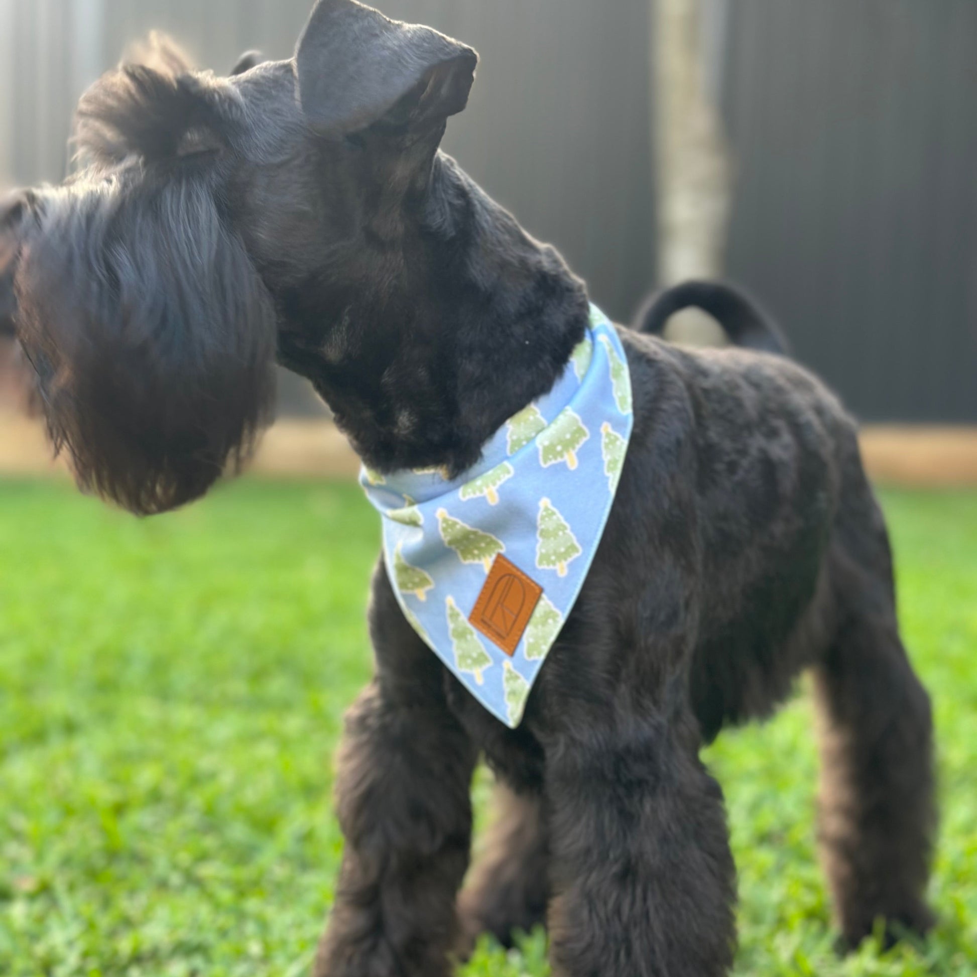 Black dog wearing a blue bandana with a Christmas Tree pattern, standing on grass.
