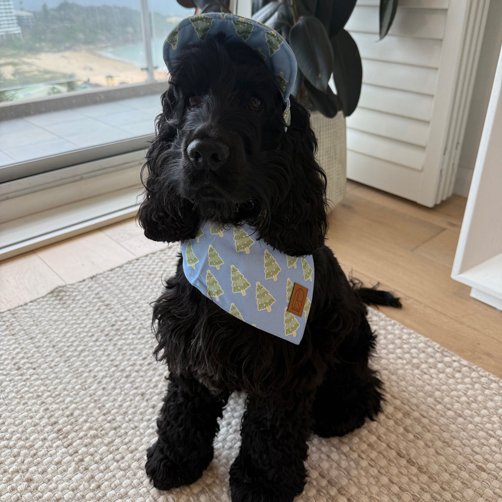 Dog in blue and green Christmas Hat