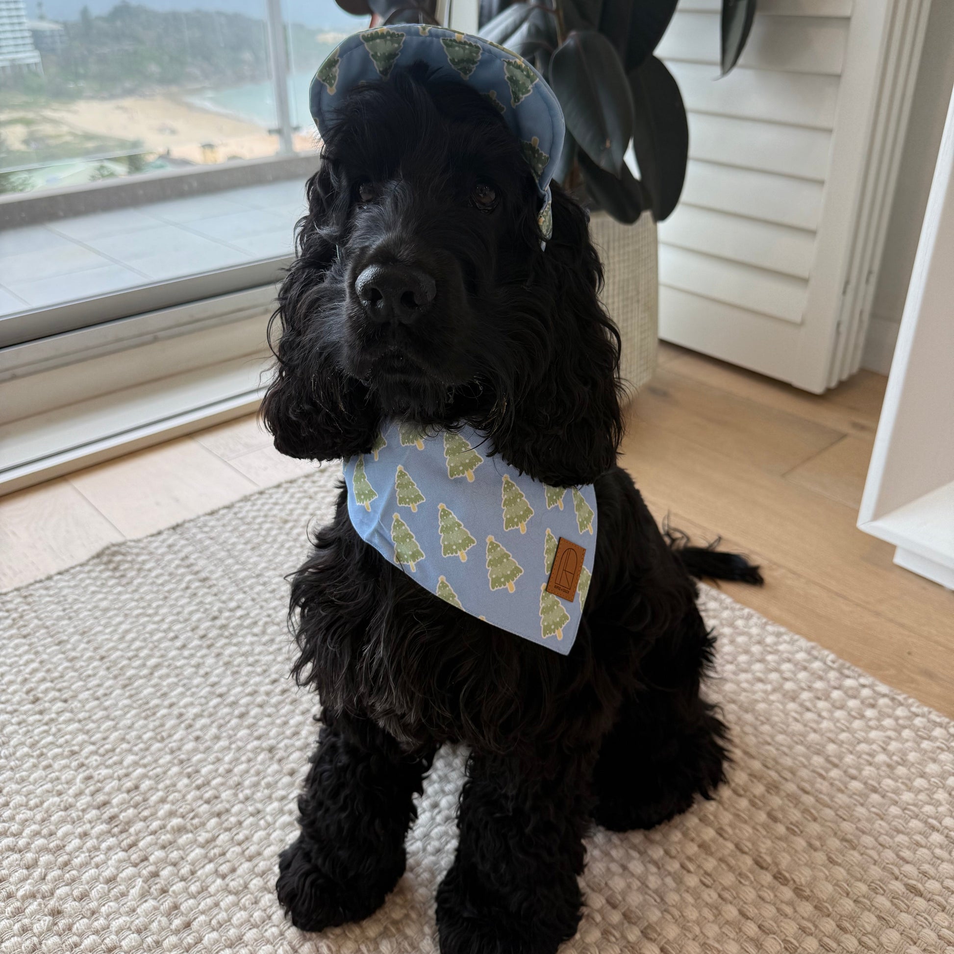 Dog in blue and green Christmas Hat