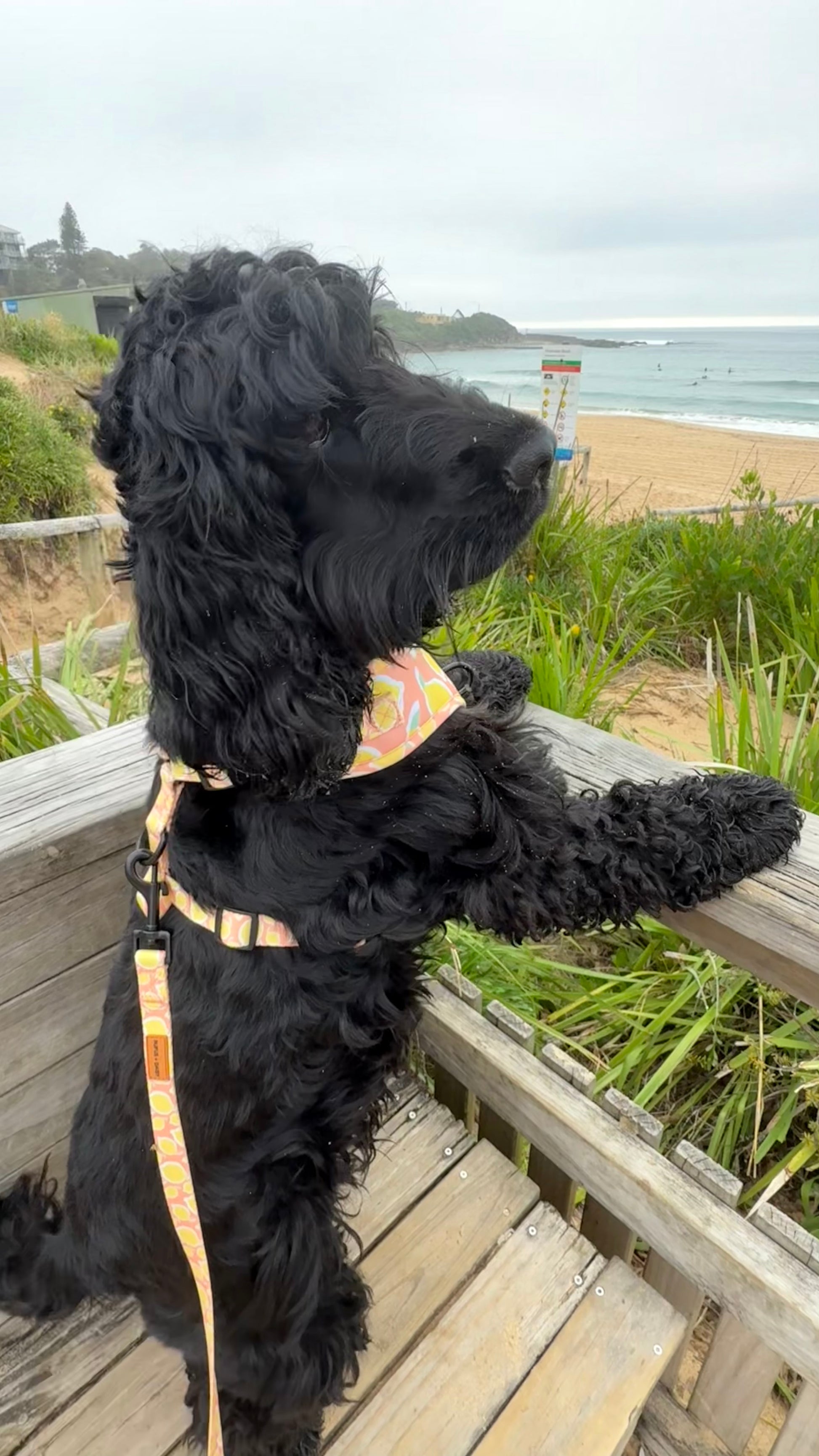 Black dog on a leash looking out over a beach with grass and ocean view wearing a yellow lemon print dog harness