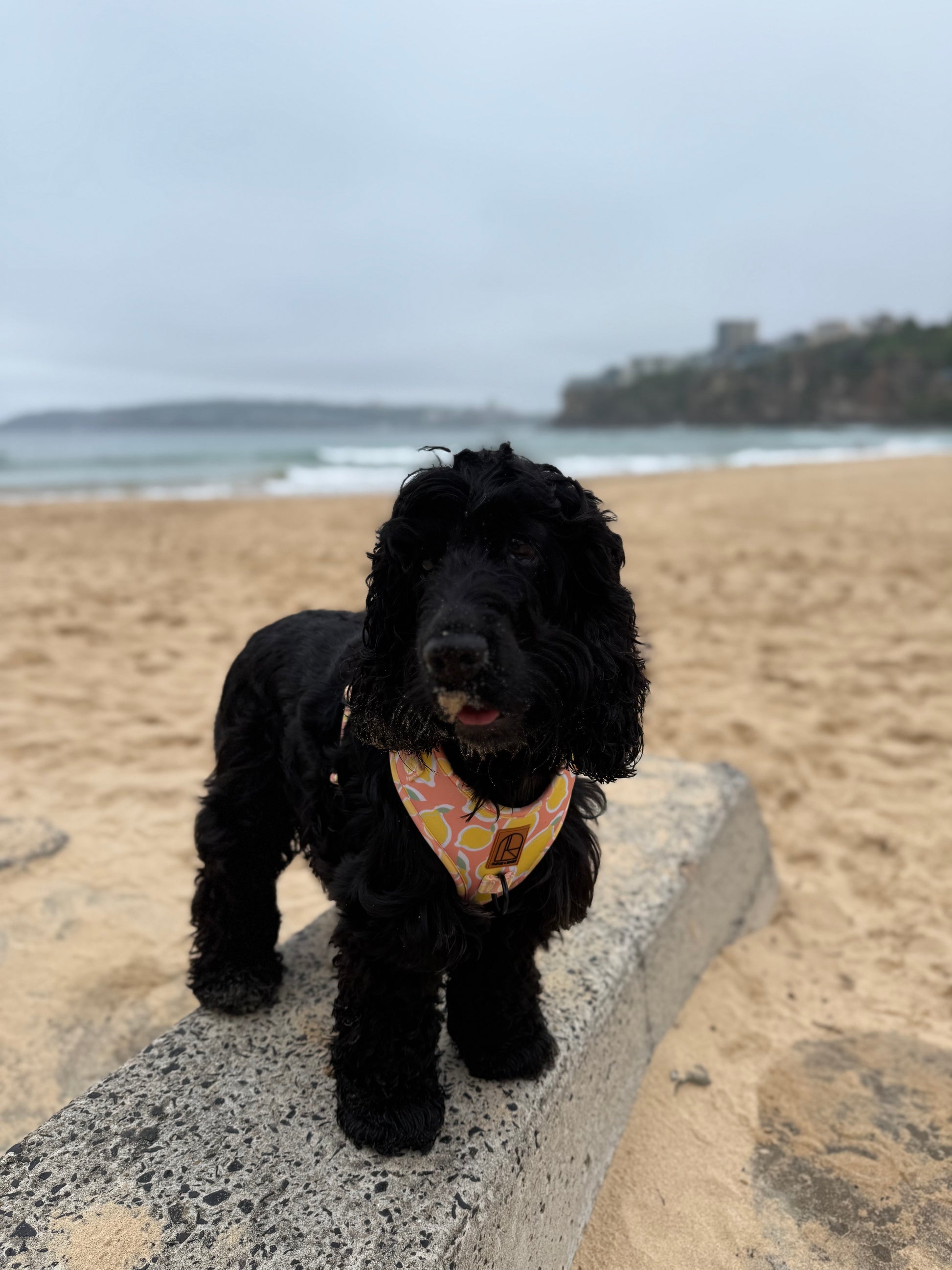 Dog wearing yellow lemon dog harness