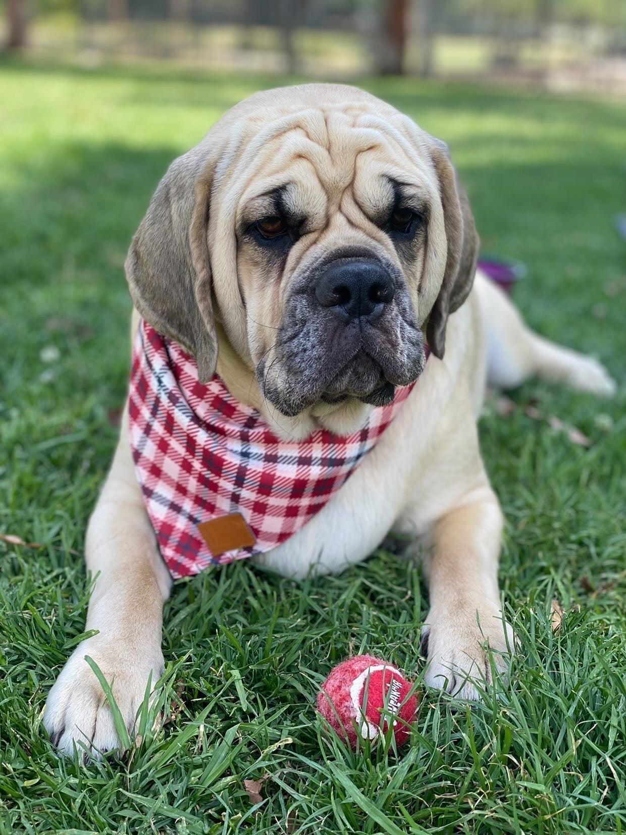 Plaid Bandana