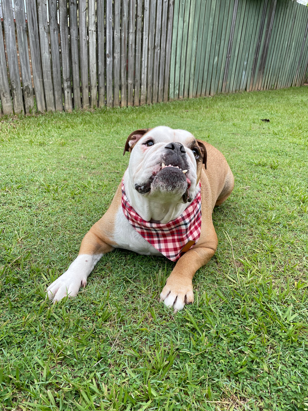 Plaid Bandana